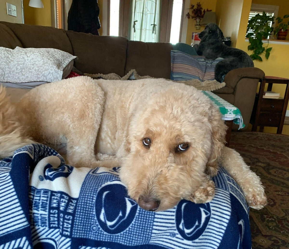 A picture of my two Goldendoodles on the couch